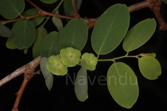 Breynia retusa